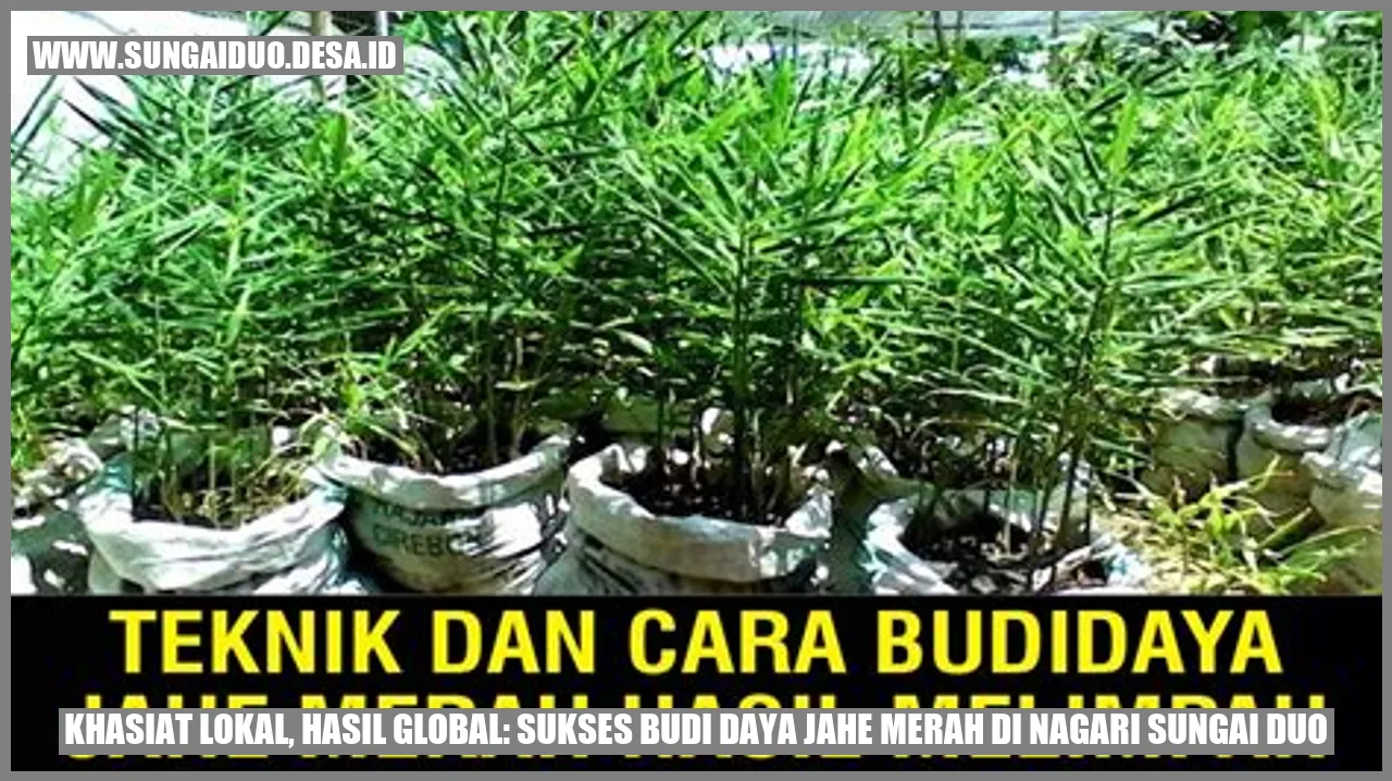 Jahe Merah