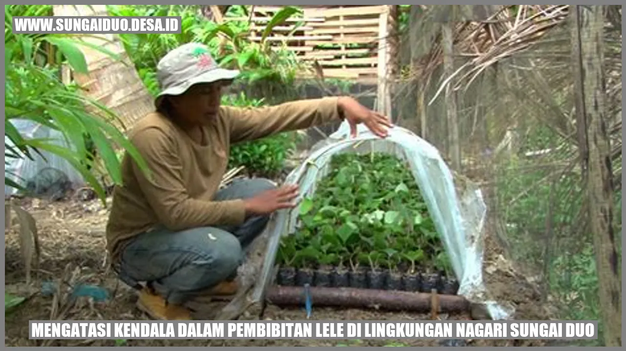 Mengatasi Kendala dalam Pembibitan Lele di Lingkungan Nagari Sungai Duo