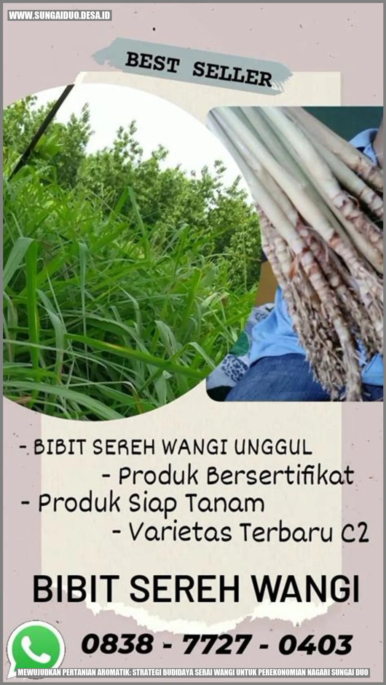 Budidaya Serai Wangi