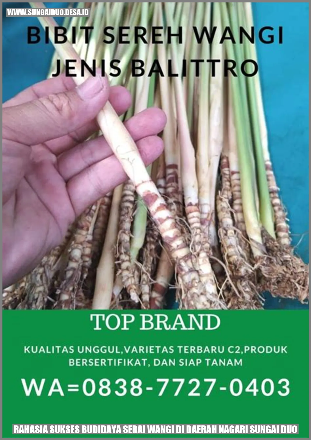 Serai Wangi
