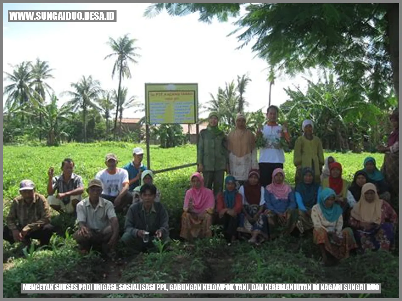 Mencetak Sukses Padi Irigasi: Sosialisasi PPL, Gabungan Kelompok Tani, dan Keberlanjutan di Nagari Sungai Duo