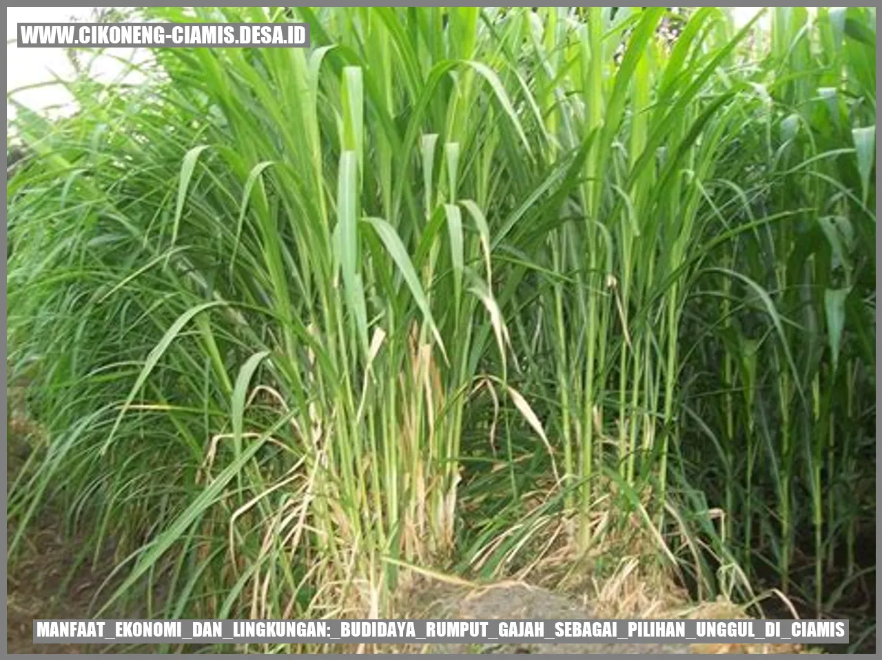 Gambar rumah gajah di lahan rumput