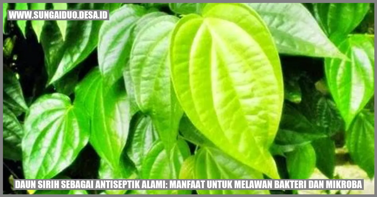 Daun Sirih sebagai Antiseptik Alami