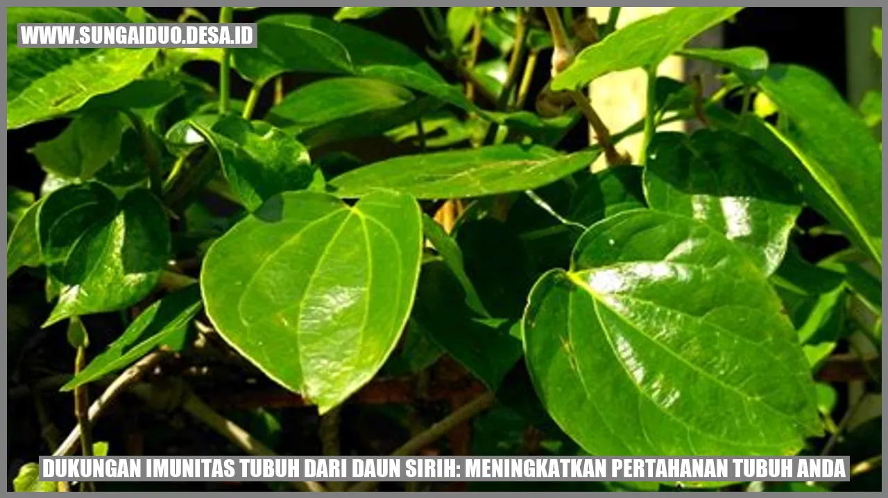 Daun Sirih