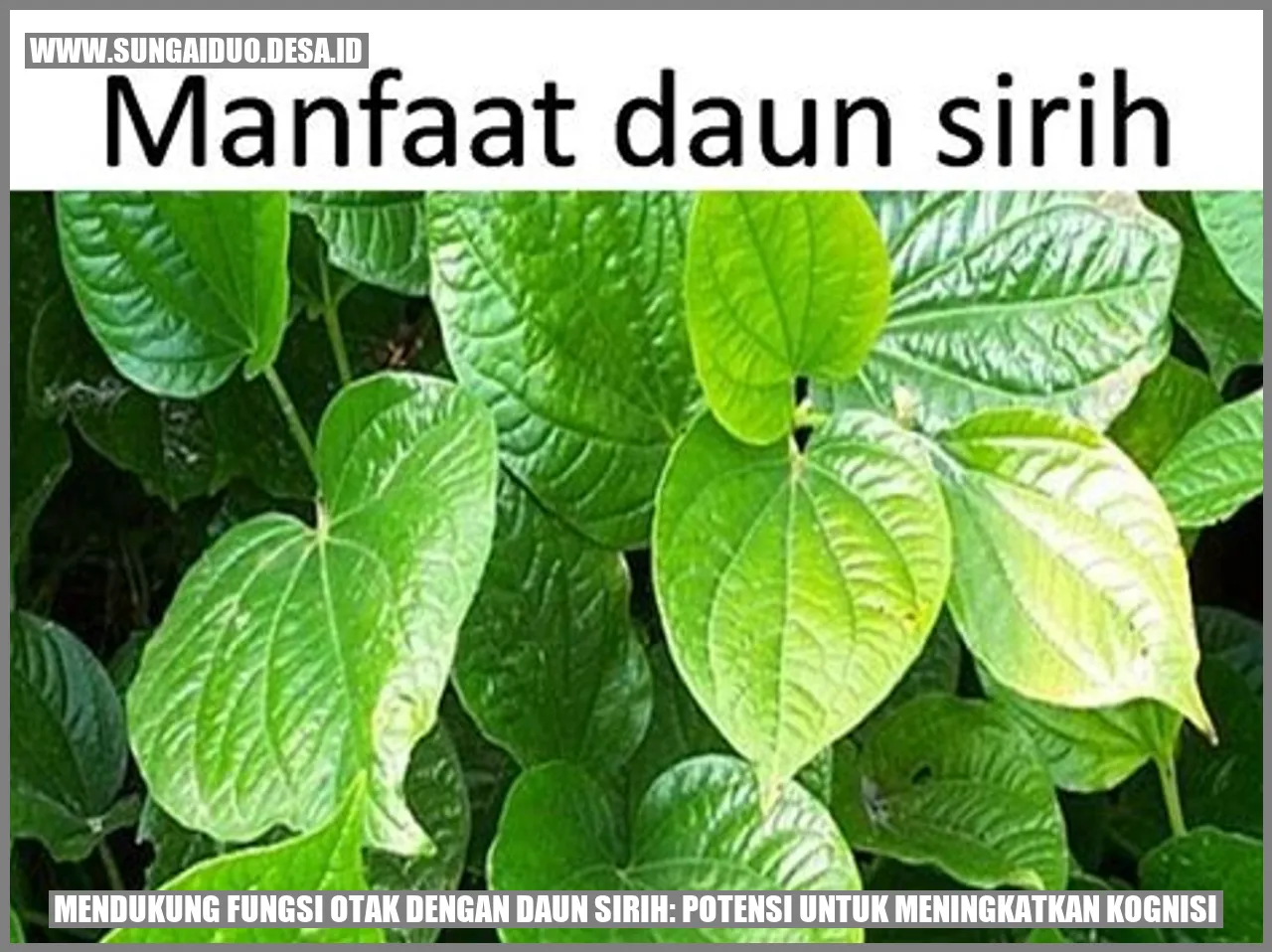 Daun Sirih
