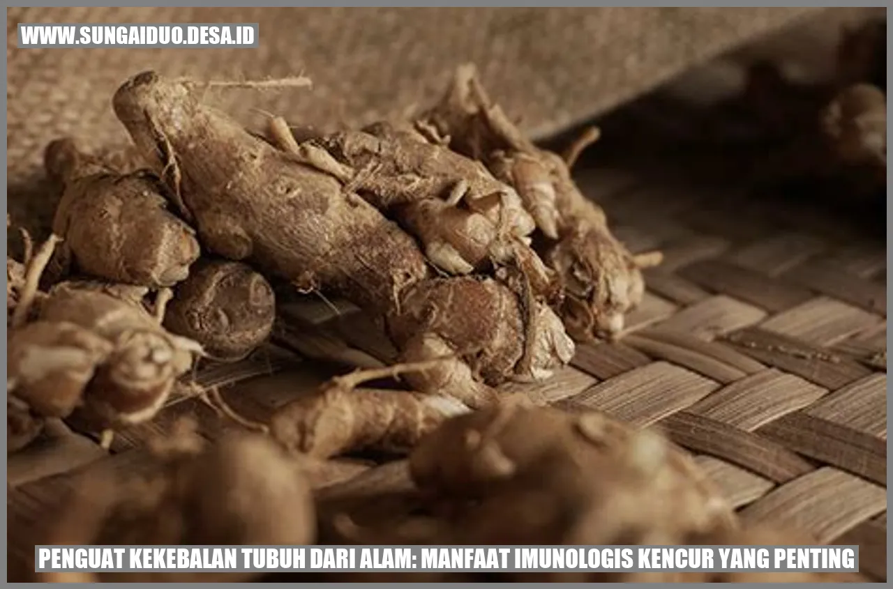 Kencur