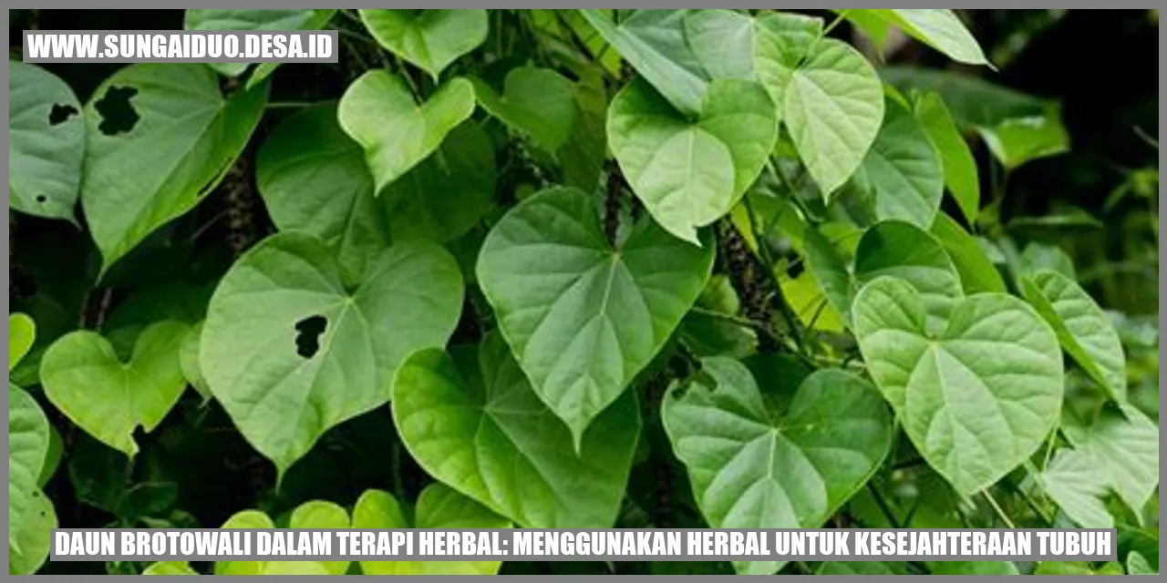 Daun Brotowali
