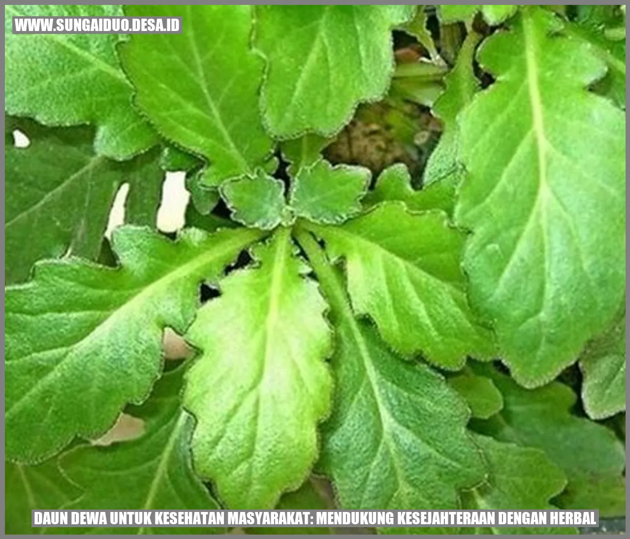 Gambar Daun Dewa