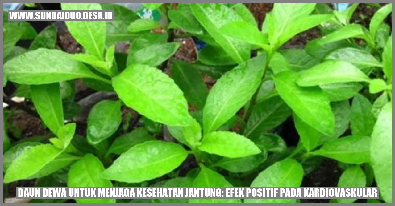 Daun Dewa untuk Menjaga Kesehatan Jantung: Efek Positif pada Kardiovaskular
