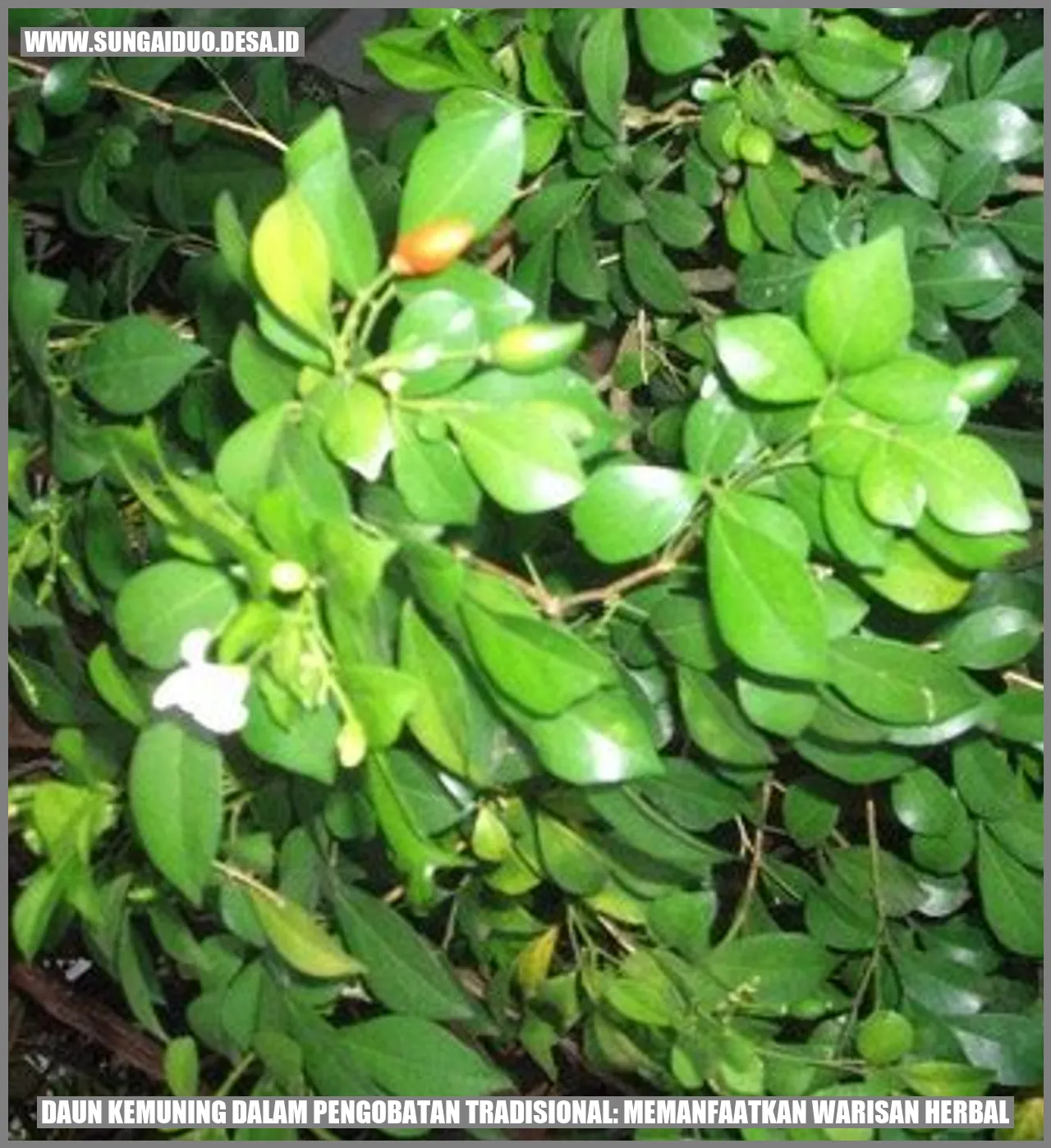 Daun Kemuning
