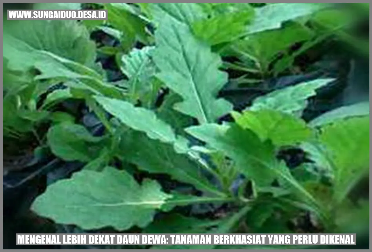 Daun Dewa
