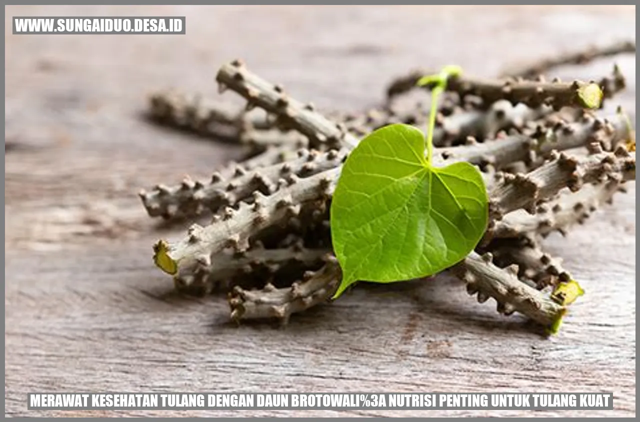 Daun Brotowali