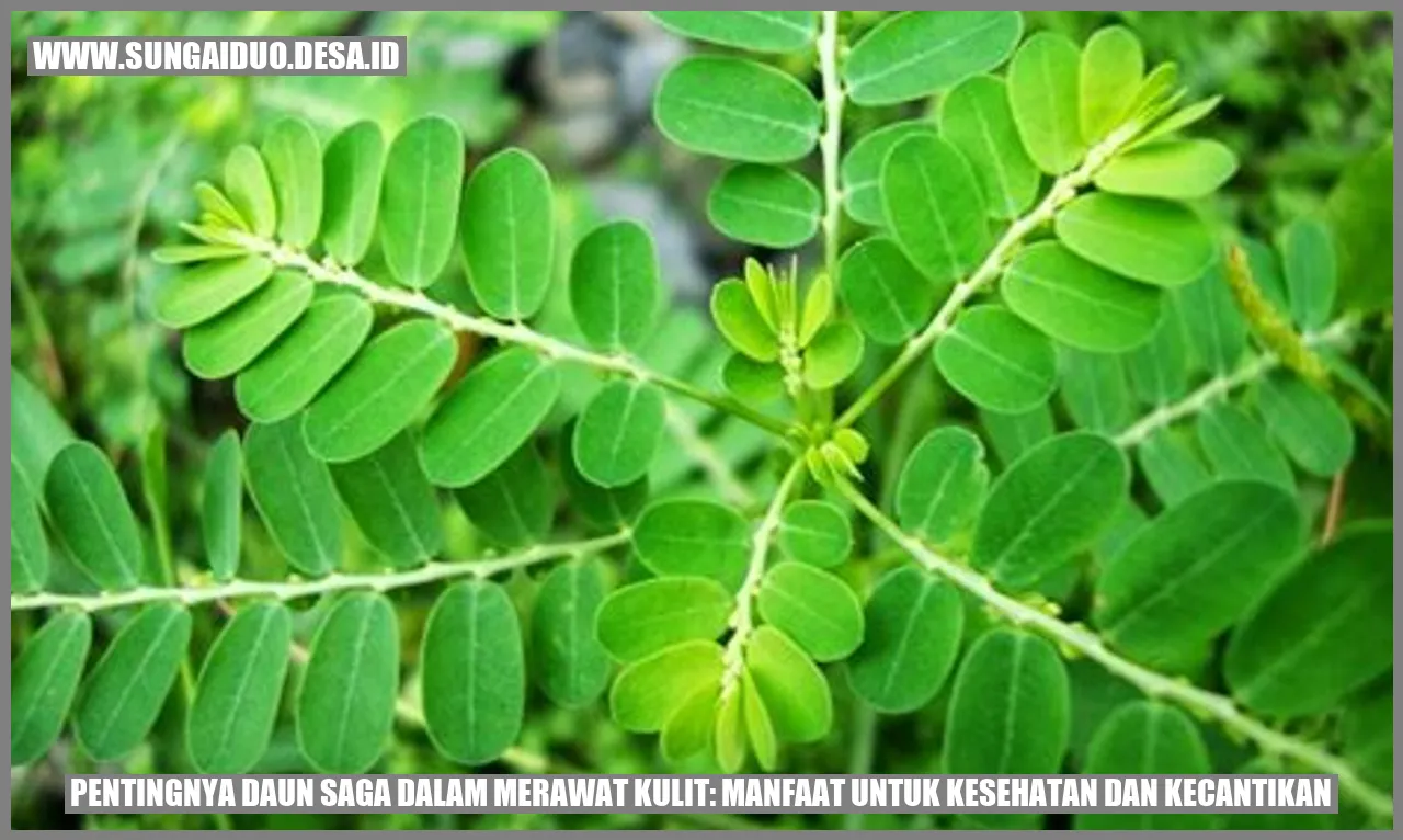 Daun Saga