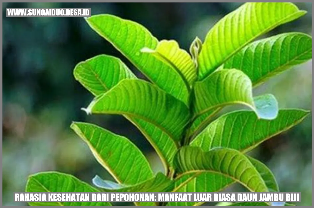 Daun Jambu Biji