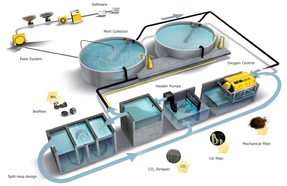 Mengoptimalkan Pemanfaatan Teknologi RAS (Recirculating Aquaculture System) di Desa Cikoneng
