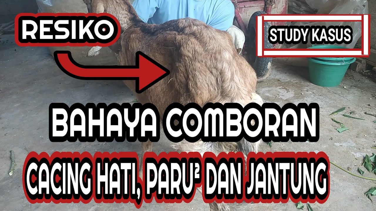 Mengelola Risiko dalam Peternakan Kambing untuk Warga Desa Cikoneng