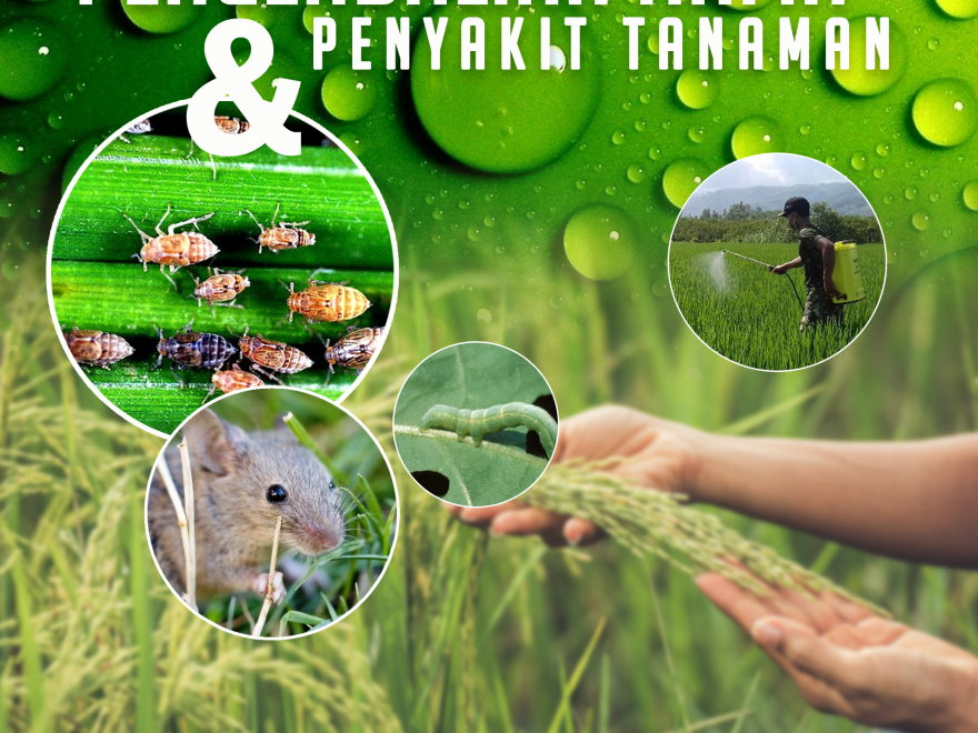 Pengendalian Hama dan Penyakit pada Tanaman Sayuran di Desa Cikoneng: Praktik Terbaik untuk Hasil Panen Berkualitas