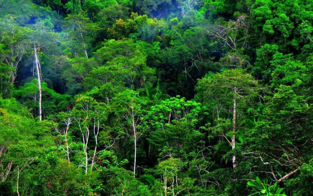 Mengenal Bunga Endemik: Keanekaragaman Flora yang Menakjubkan