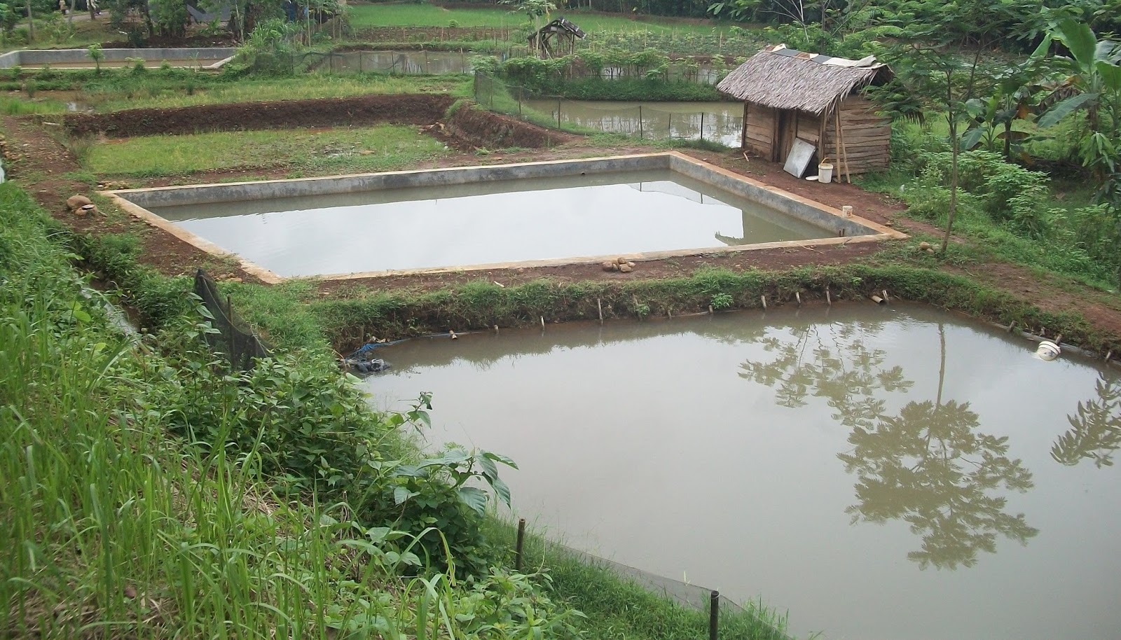 Memulai Usaha Peternakan Ikan di Desa Cikoneng: Langkah-Langkah Praktis