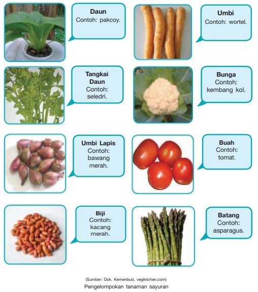 5 Sayuran Mudah yang Cocok untuk Ditanam di Kebun Pemula