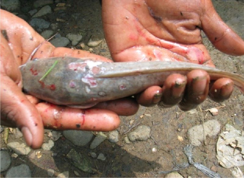Mengenal penyakit ikan dan cara mengatasinya di Desa Cikoneng
