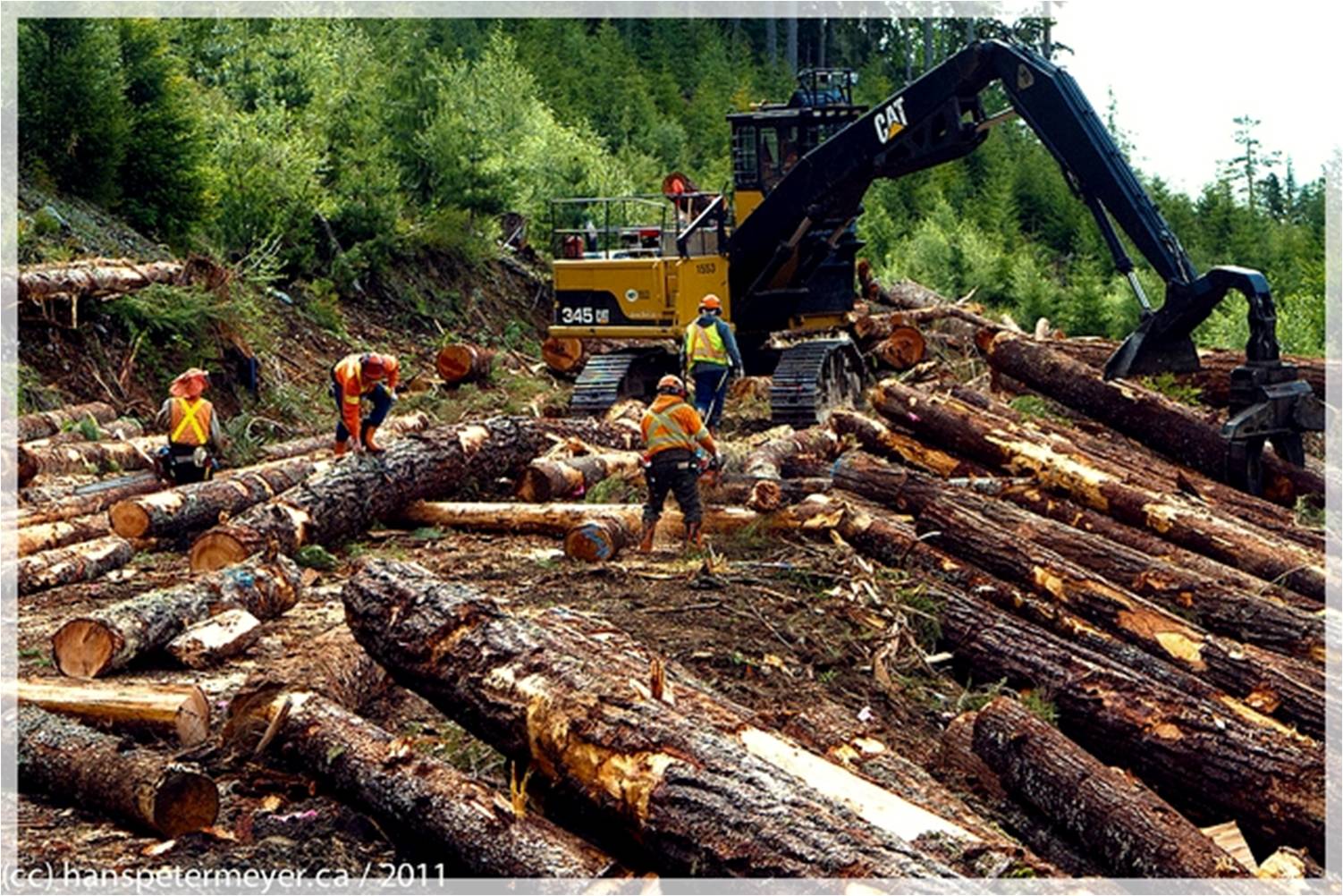 Penebangan Hutan: Krisis Ekosistem Global