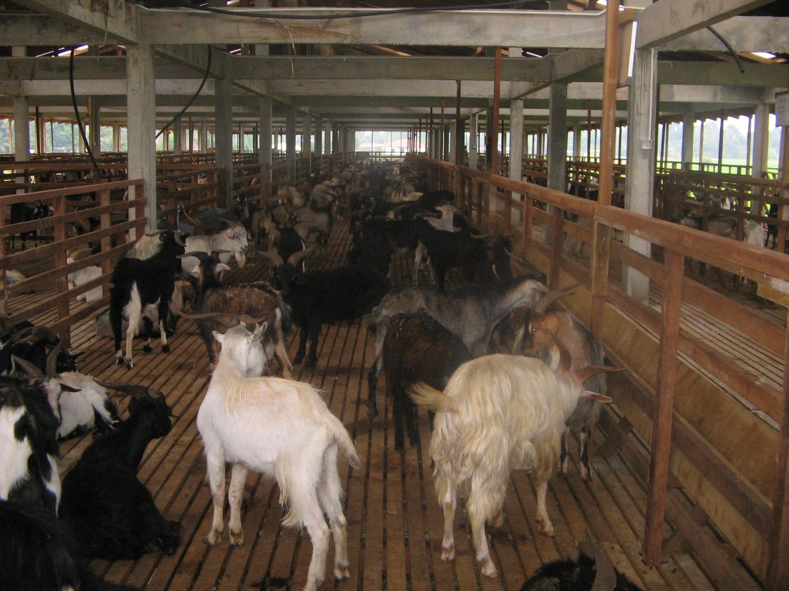 Panduan Lengkap Memulai Peternakan Kambing untuk Warga Desa Cikoneng