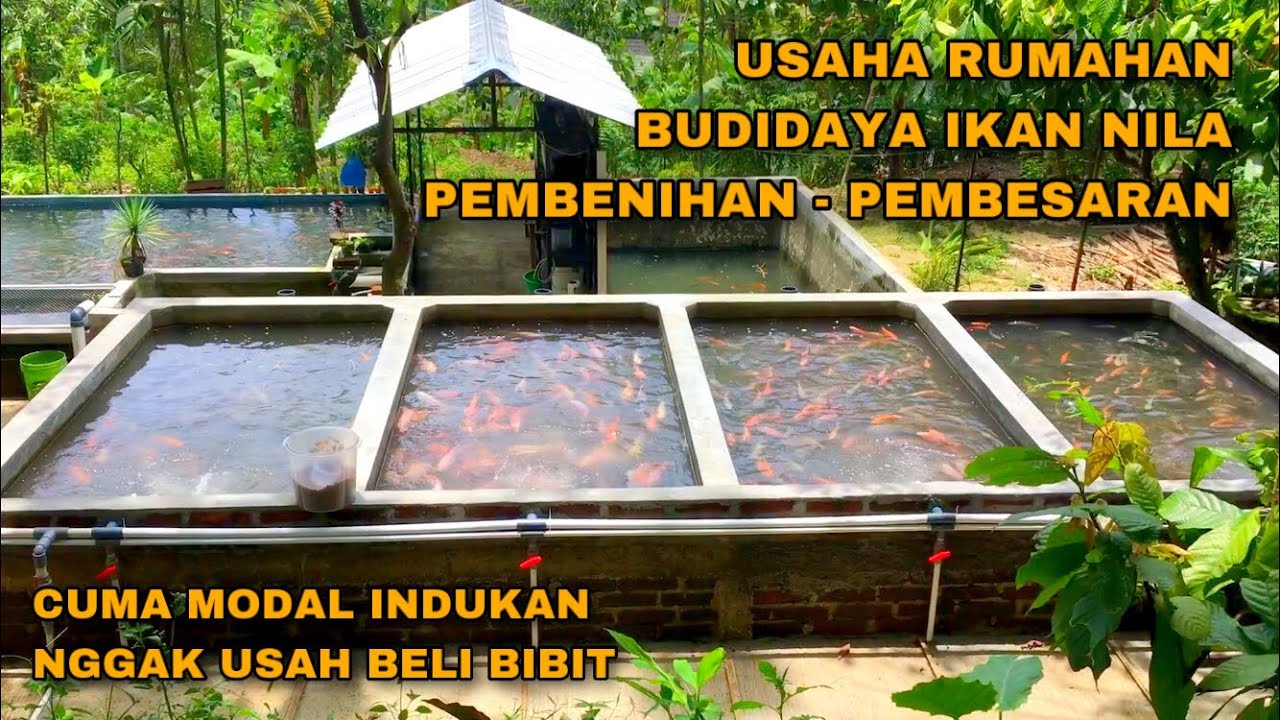 Pembenihan Ikan dalam Skala Rumah Tangga: Solusi Praktis untuk Warga Desa Cikoneng