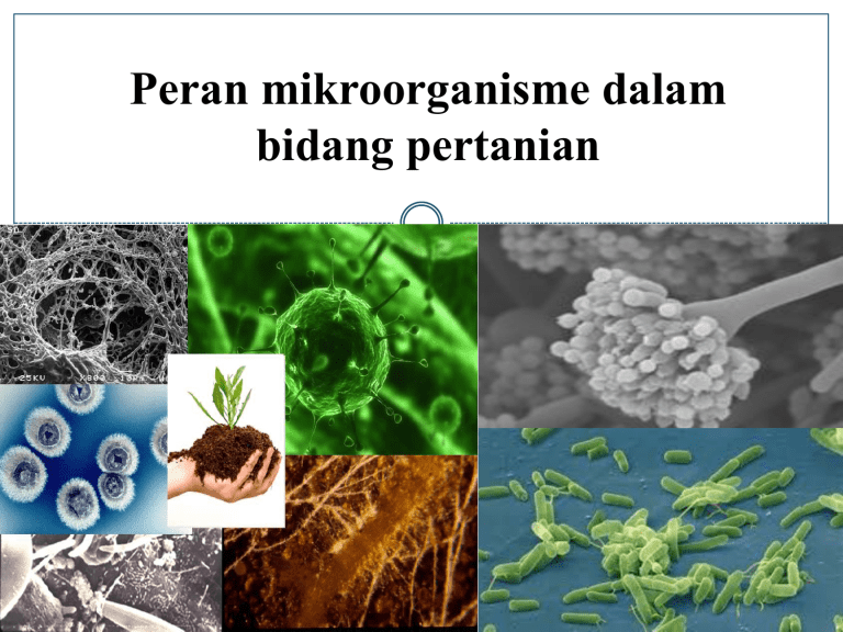 Peran Mikroorganisme dalam Konservasi Tanah: Meningkatkan Kualitas Tanah