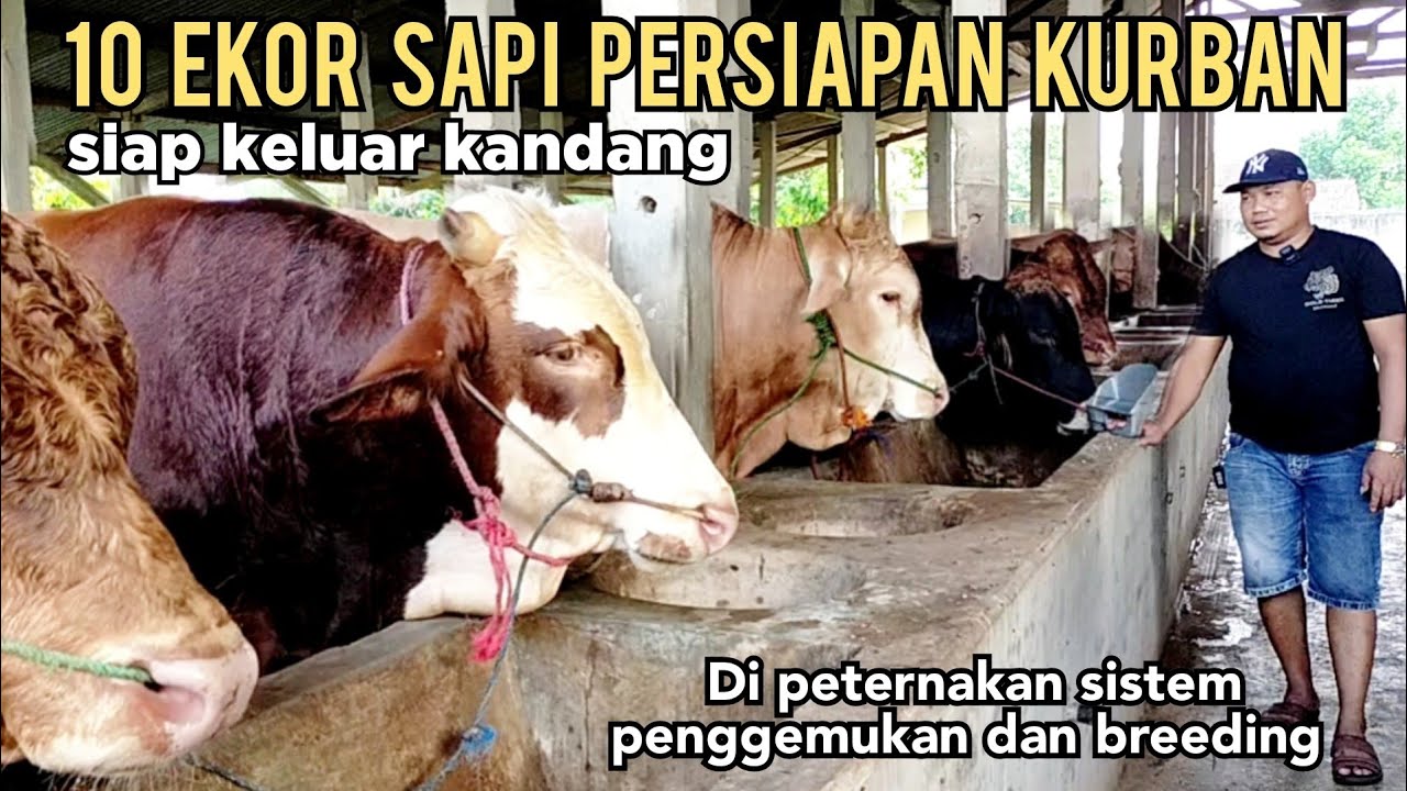 Mengenal Sistem Penggemukan Hewan yang Efektif untuk Warga Desa Cikoneng