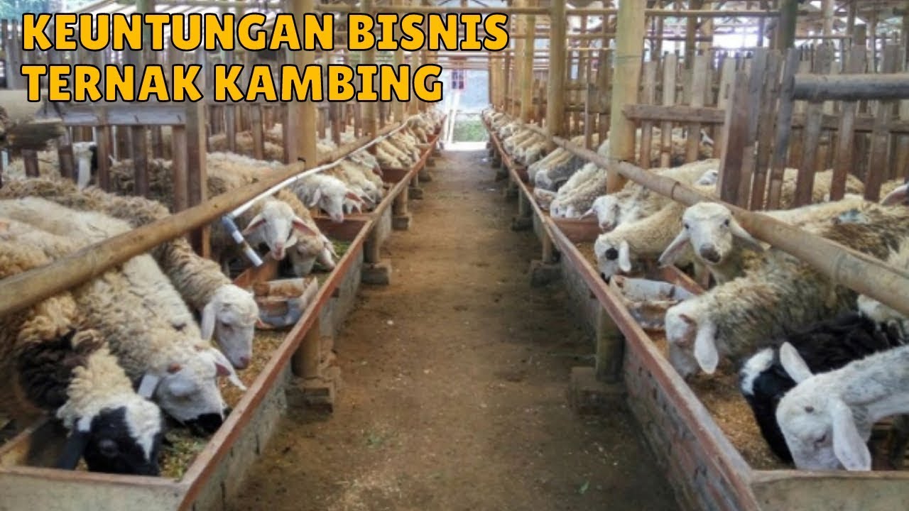 Keuntungan dan Tantangan Usaha Peternakan Kambing di Desa Cikoneng