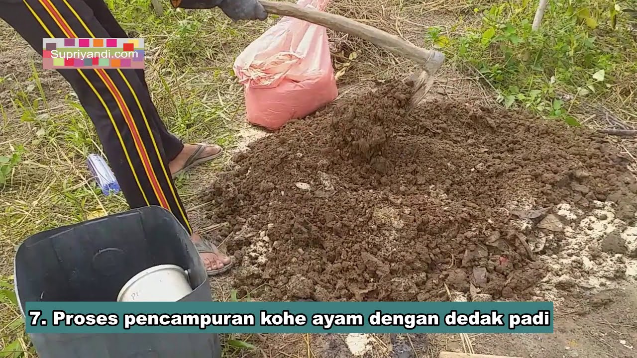 Mengoptimalkan Pemanfaatan Pupuk Organik dari Kotoran Ayam di Desa Cikoneng