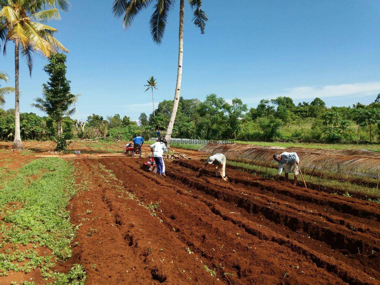 Strategi Pemanfaatan Lahan untuk Budidaya Tanaman Pakan Ternak di Desa Cikoneng