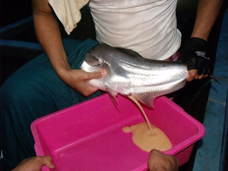 Teknik Pembenihan Ikan Patin untuk Warga Desa Cikoneng yang Sukses