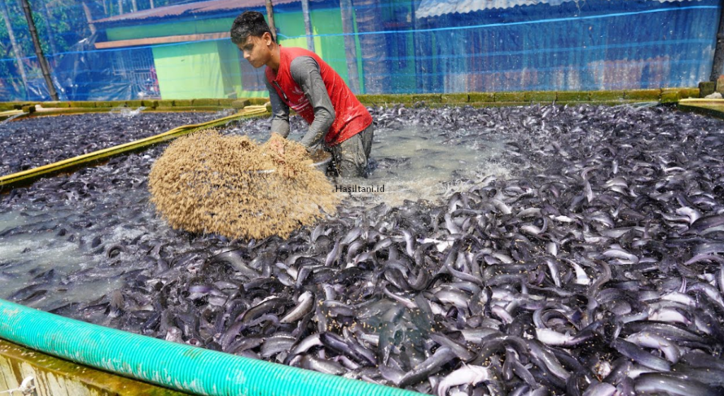 Pemasaran Ikan Berbasis Cerita: Meningkatkan Nilai Produk dan Daya Tarik Pasar