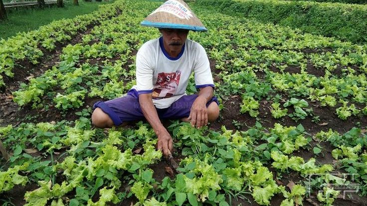 Program Desa Bendasari untuk Peningkatan Nilai Tambah Produk Pertanian