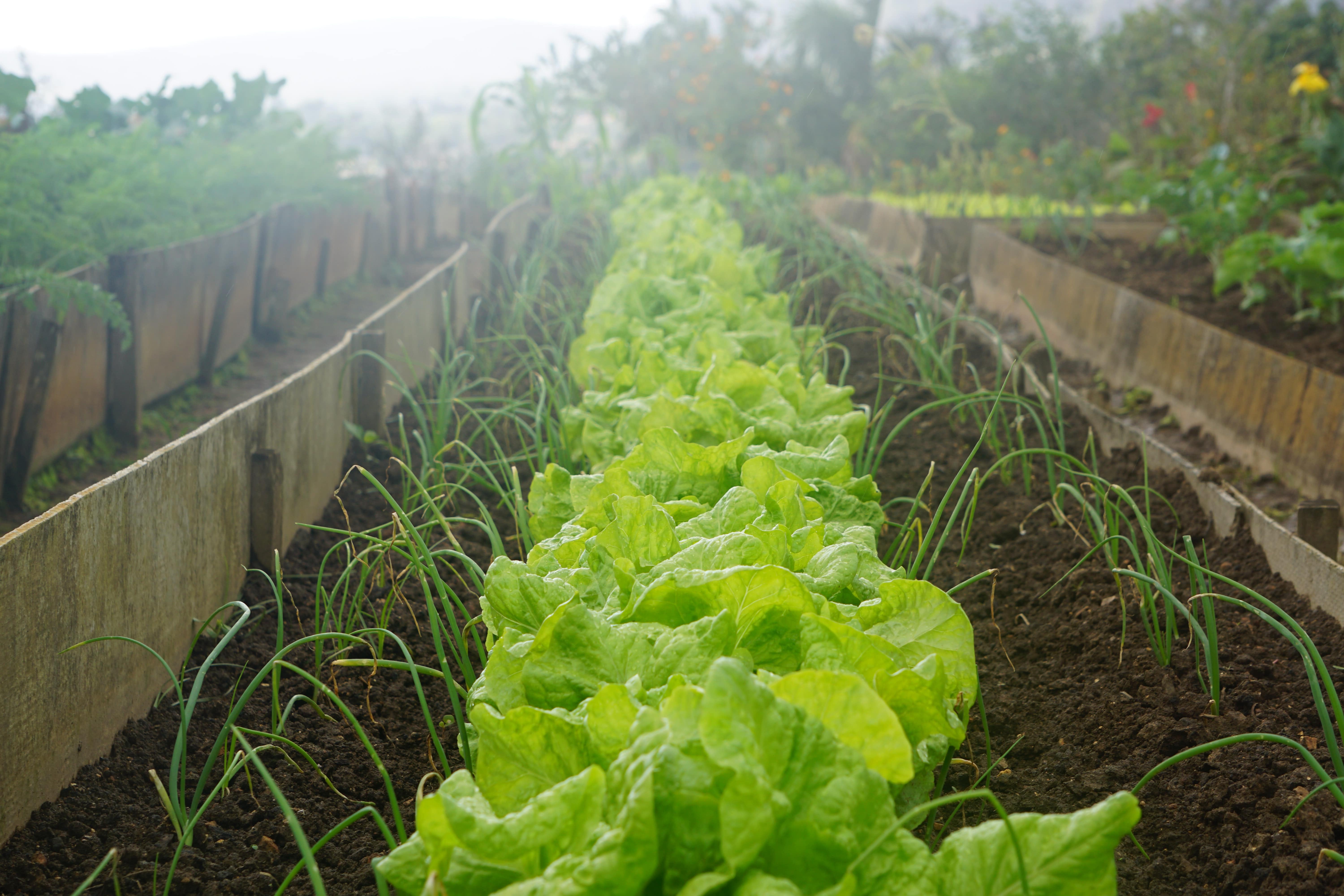 Panduan Lengkap Memulai Kebun Sayur di Halaman Rumah