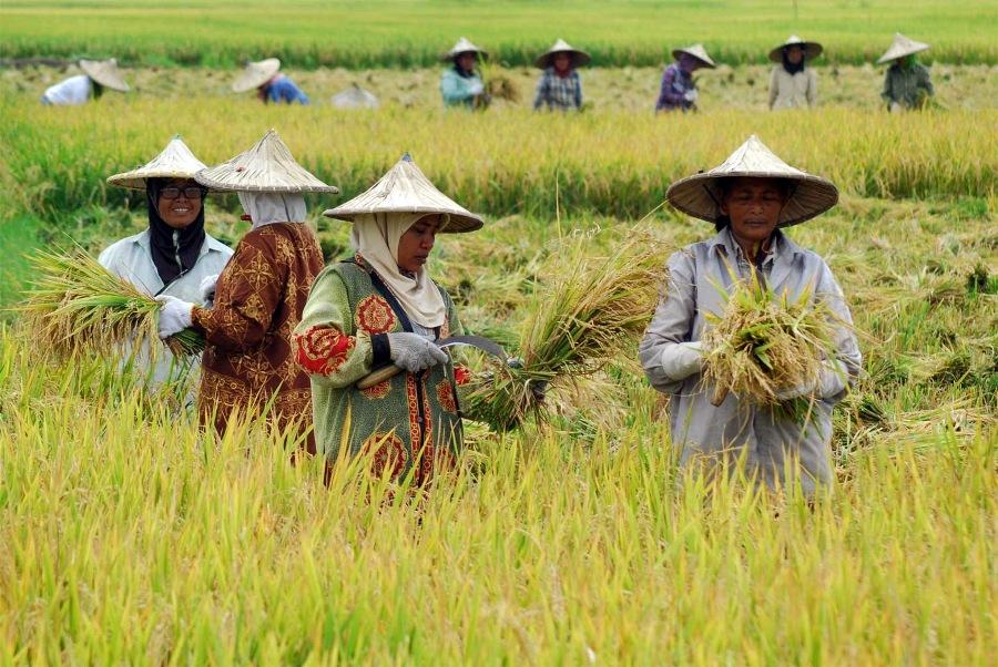 Masyarakat Desa Bendasari Mengembangkan Usaha Bersama untuk Meningkatkan Kesejahteraan