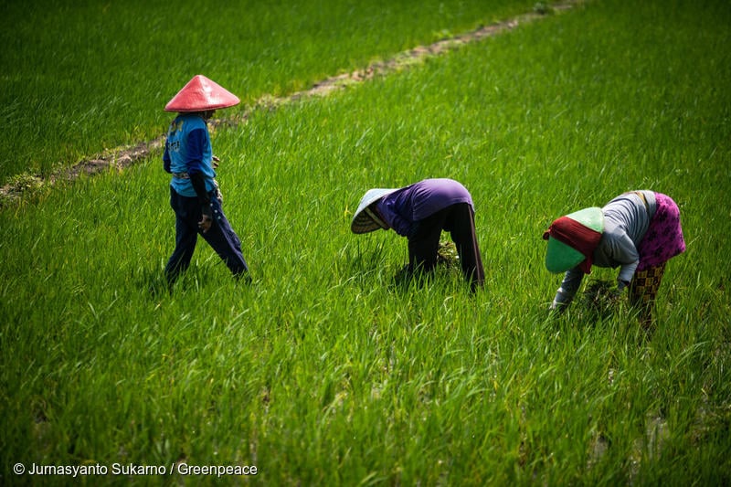 Pertanian Berkelanjutan dan Perubahan Iklim di Desa Cikoneng: Adaptasi dan Mitigasi