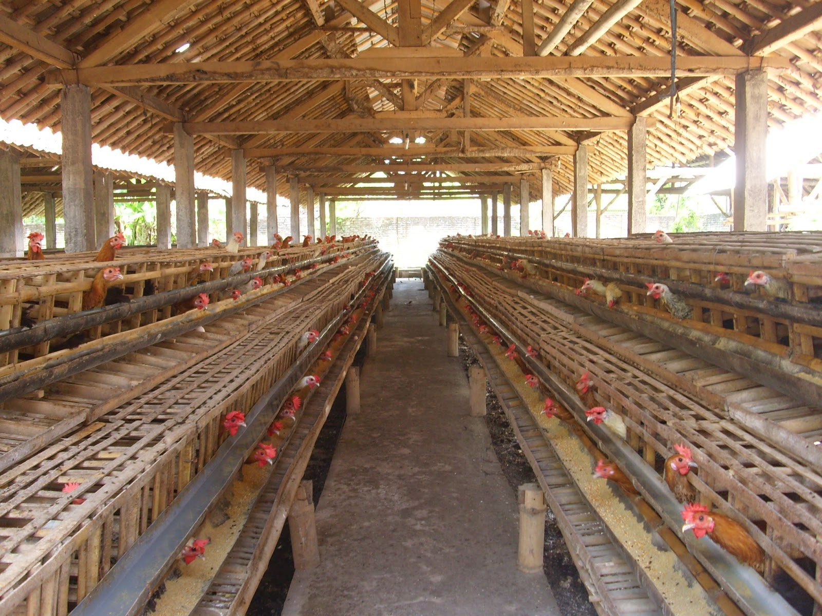 Pentingnya Kandang Ternak yang Aman dan Nyaman bagi Ternak di Desa Cikoneng