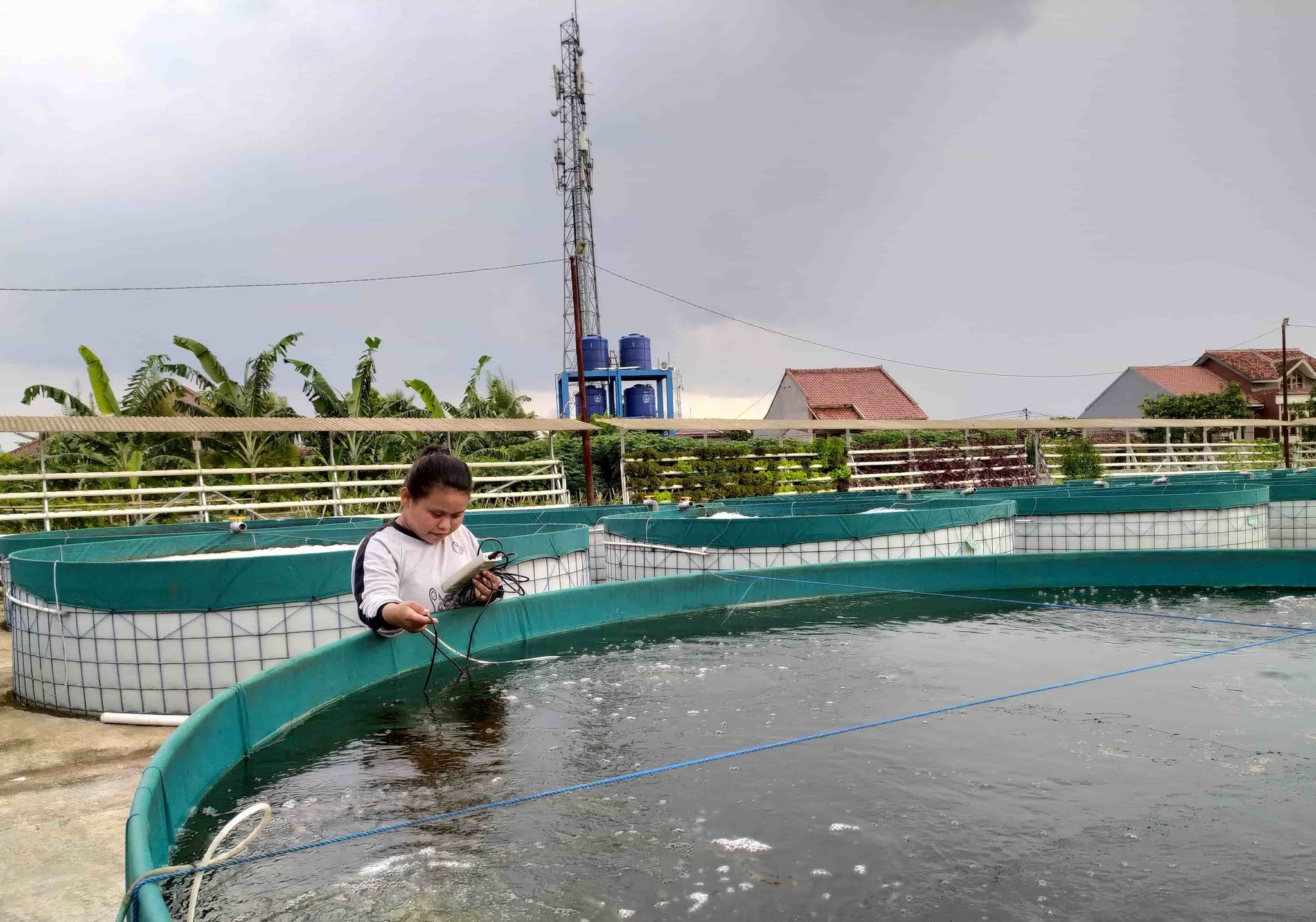 Menerapkan Budidaya Ikan Ramah Lingkungan di Perikanan Darat Desa Cikoneng