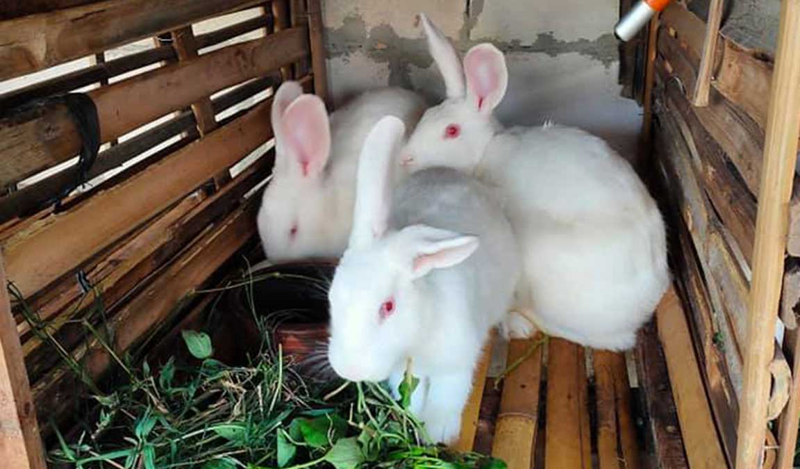 Perawatan Kesehatan Ternak Kelinci: Tips dan Trik untuk Warga Desa Cikoneng