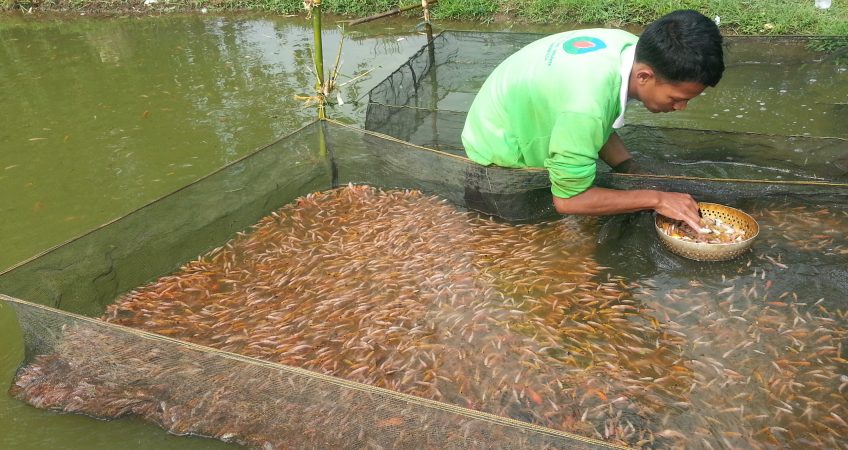 Pembenihan Ikan: Solusi untuk Pengembangan Ekonomi Desa Cikoneng