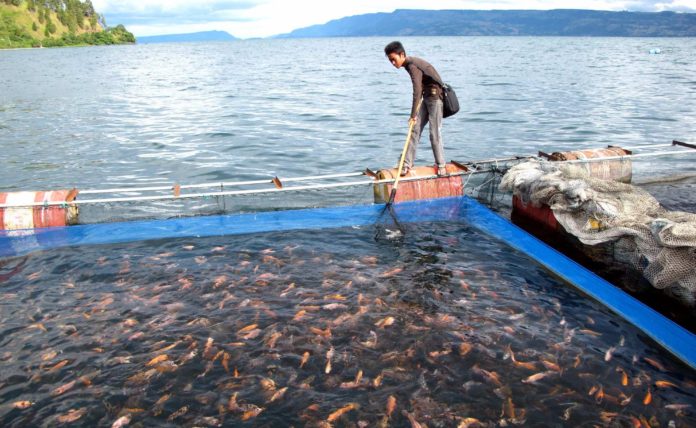 Meningkatkan Produksi dan Keuntungan dalam Budidaya Ikan di Desa Cikoneng