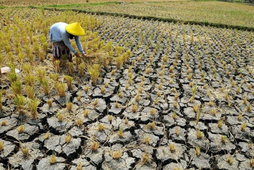 Pengaruh Praktik Pertanian Intensif terhadap Penurunan Kualitas Tanah