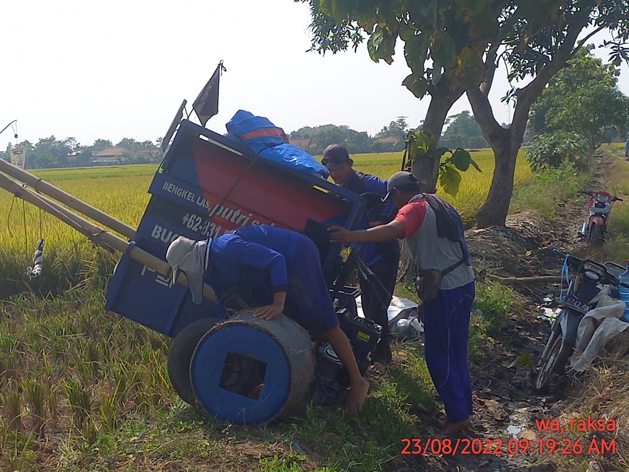 Keindahan Persawahan Desa Bendasari di Musim Panen