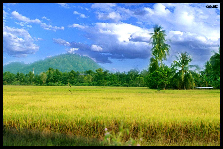 Proses Penanaman Padi di Sawah Desa