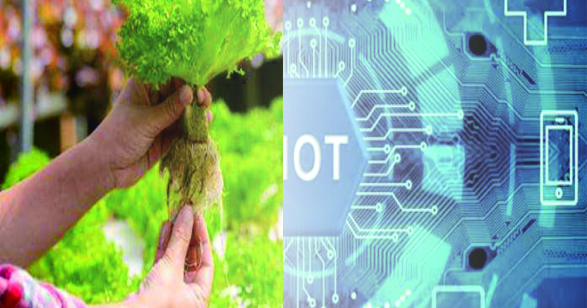 Teknologi Hidroponik untuk Meningkatkan Hasil Panen