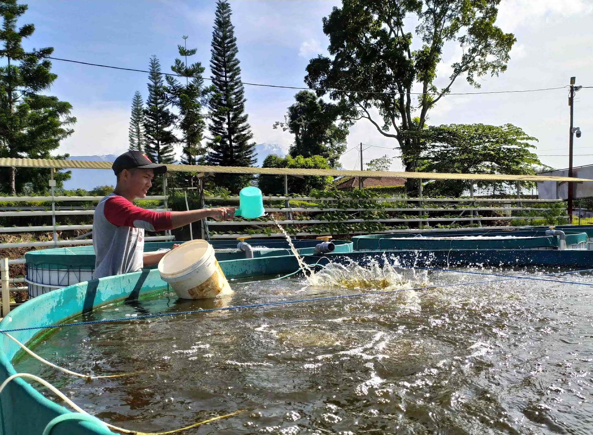 Pangan Organik Desa Bendasari: Menjaga Kesehatan dan Kualitas Hidup